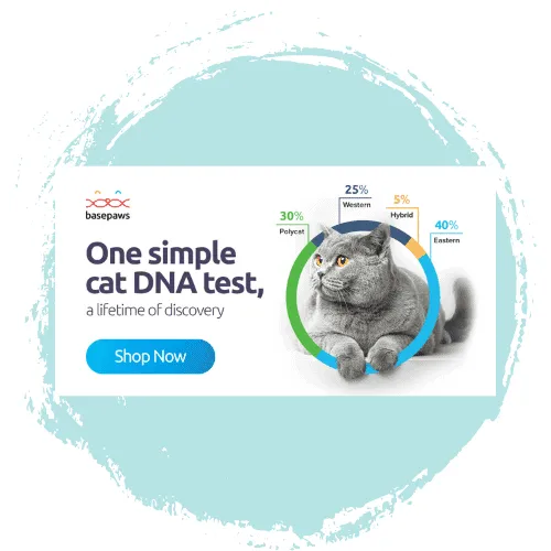 Featured image for Basepaws Review (2026): The Best First Cat DNA Kit for Most Owners