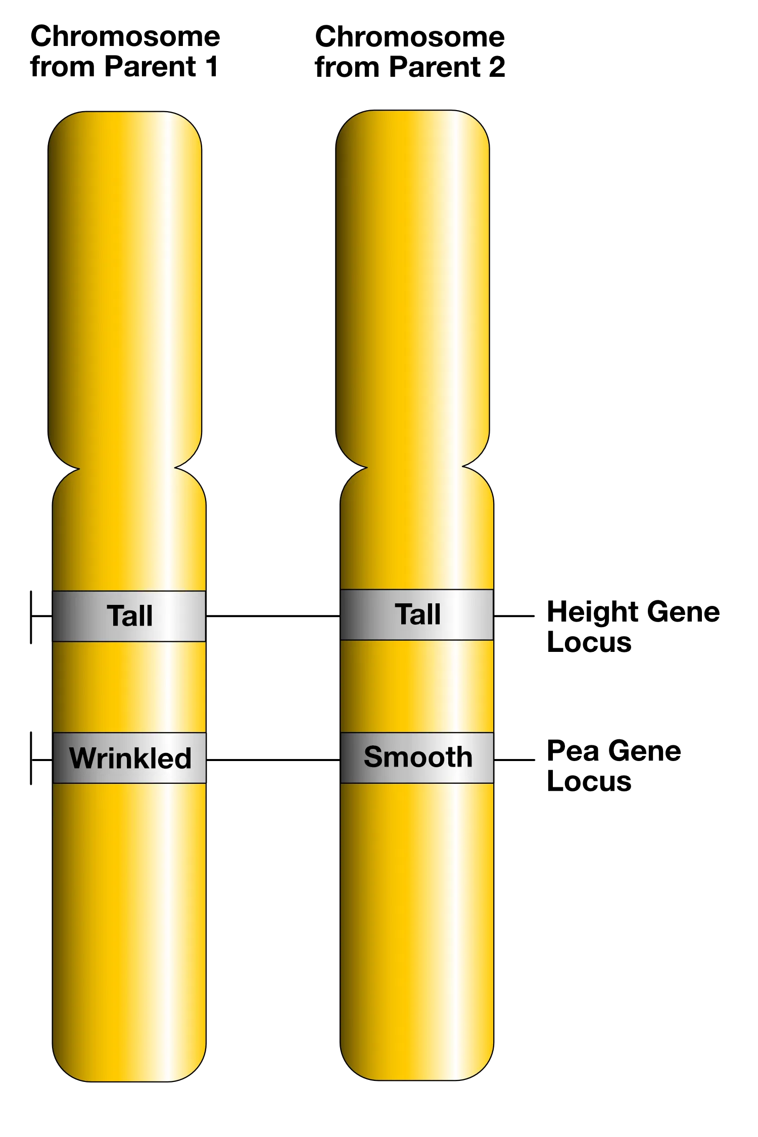 What's the Difference Between Genes and Alleles? 4