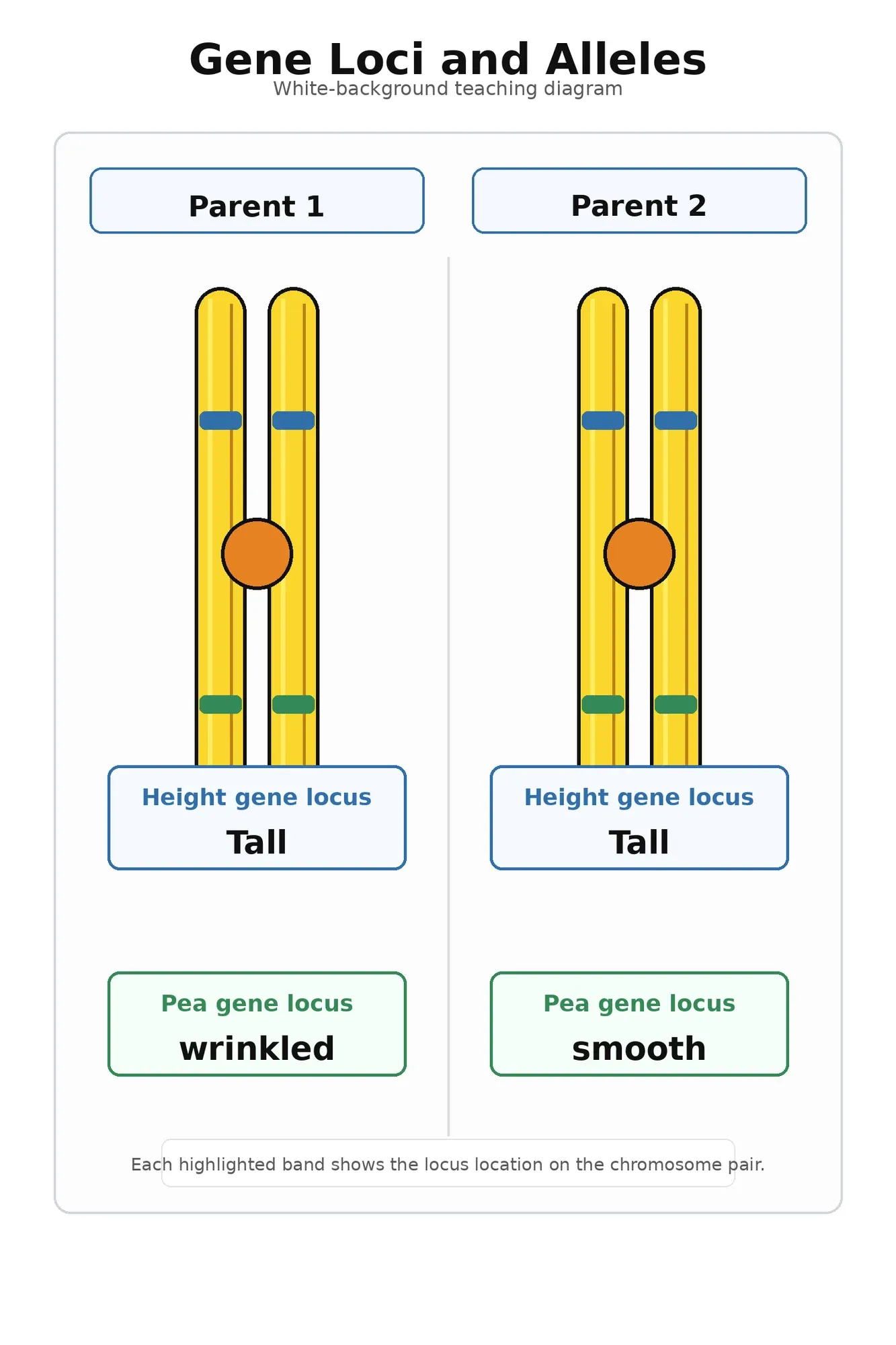 What's the Difference Between Genes and Alleles? 4