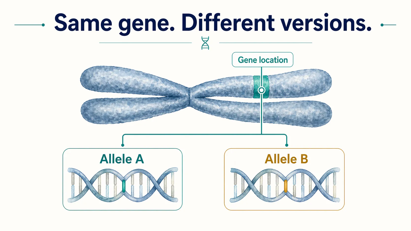 Alleles graphic showing two different versions of the same gene at the same chromosome location.