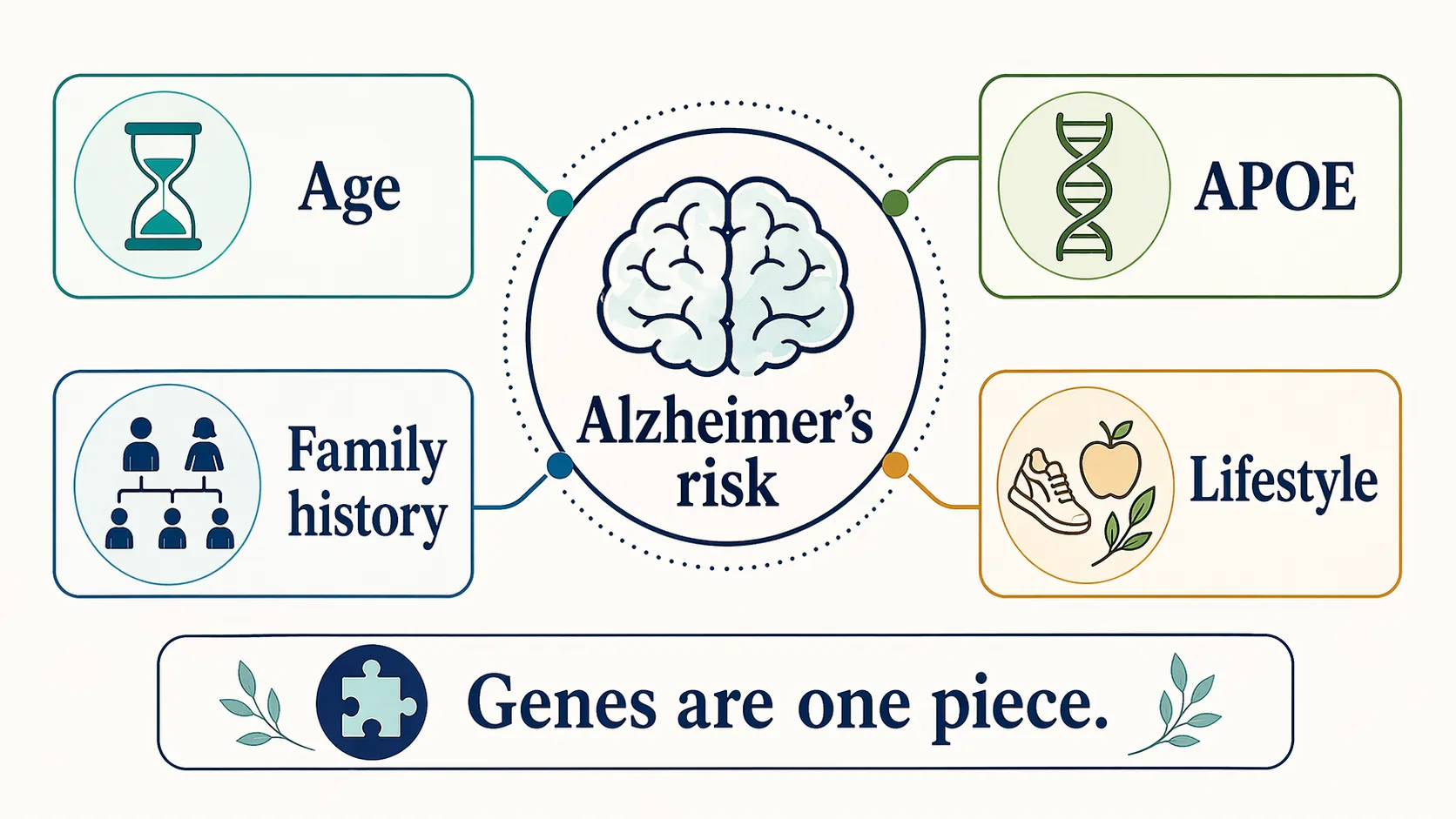 Infographic showing Alzheimer’s risk as a mix of age, APOE, family history, lifestyle, and genes as one piece.