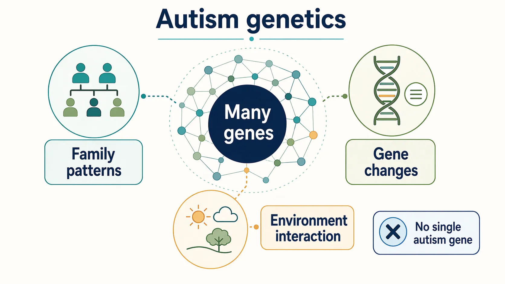 Infographic explaining autism genetics as many genes, family patterns, gene changes, and environment interaction, with no single autism gene.