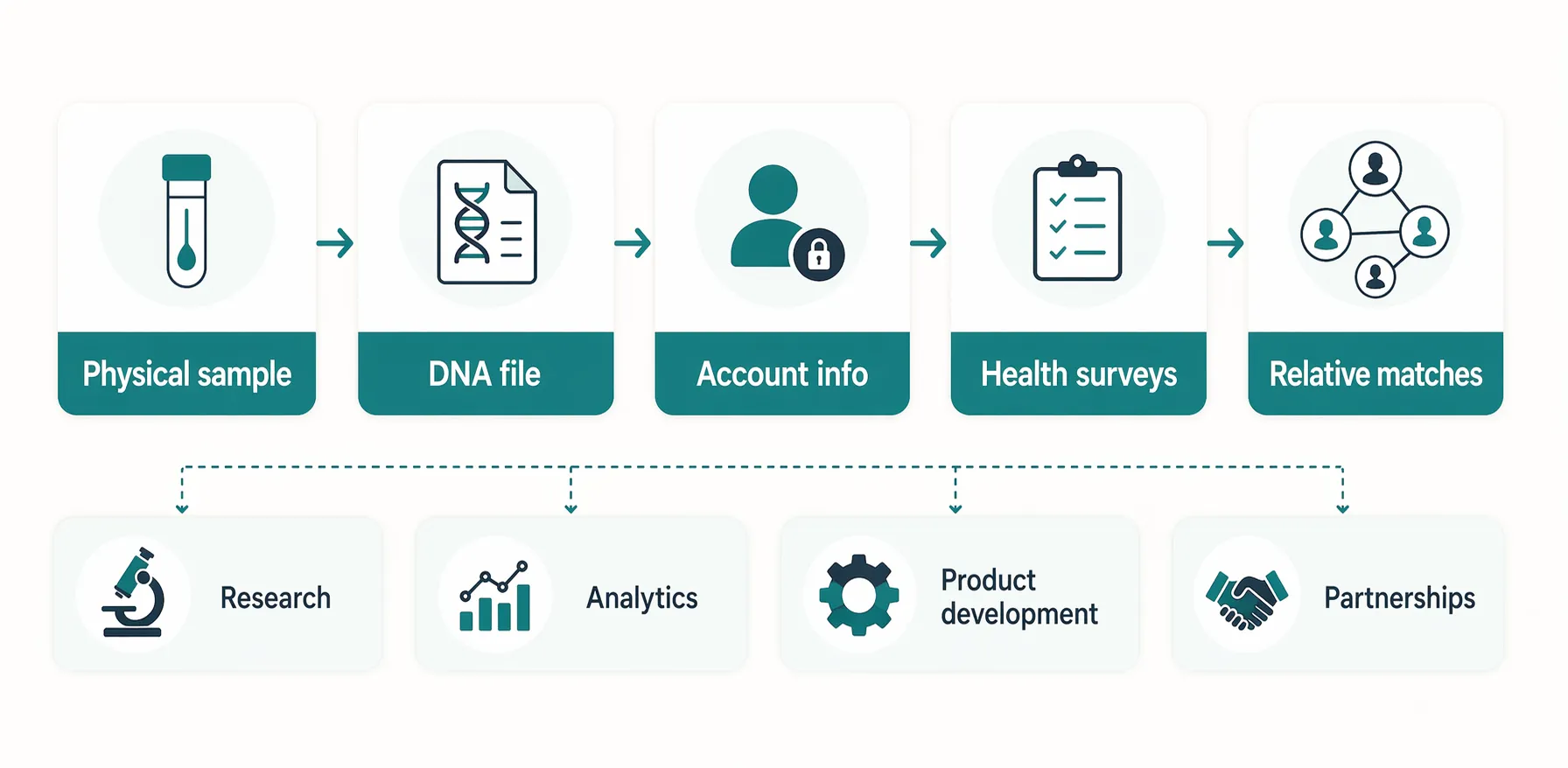 Infographic showing the main data layers a consumer DNA company may keep, from physical samples to relative matches and downstream uses.