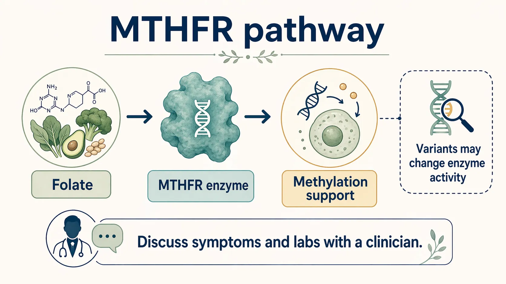 MTHFR pathway infographic showing folate, the MTHFR enzyme, methylation support, and the need to discuss symptoms and labs with a clinician.