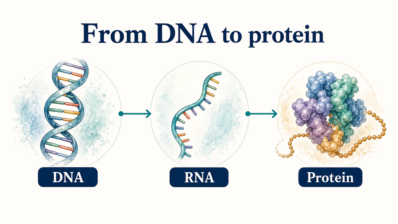 Central dogma graphic showing genetic information flowing from DNA to RNA to protein.