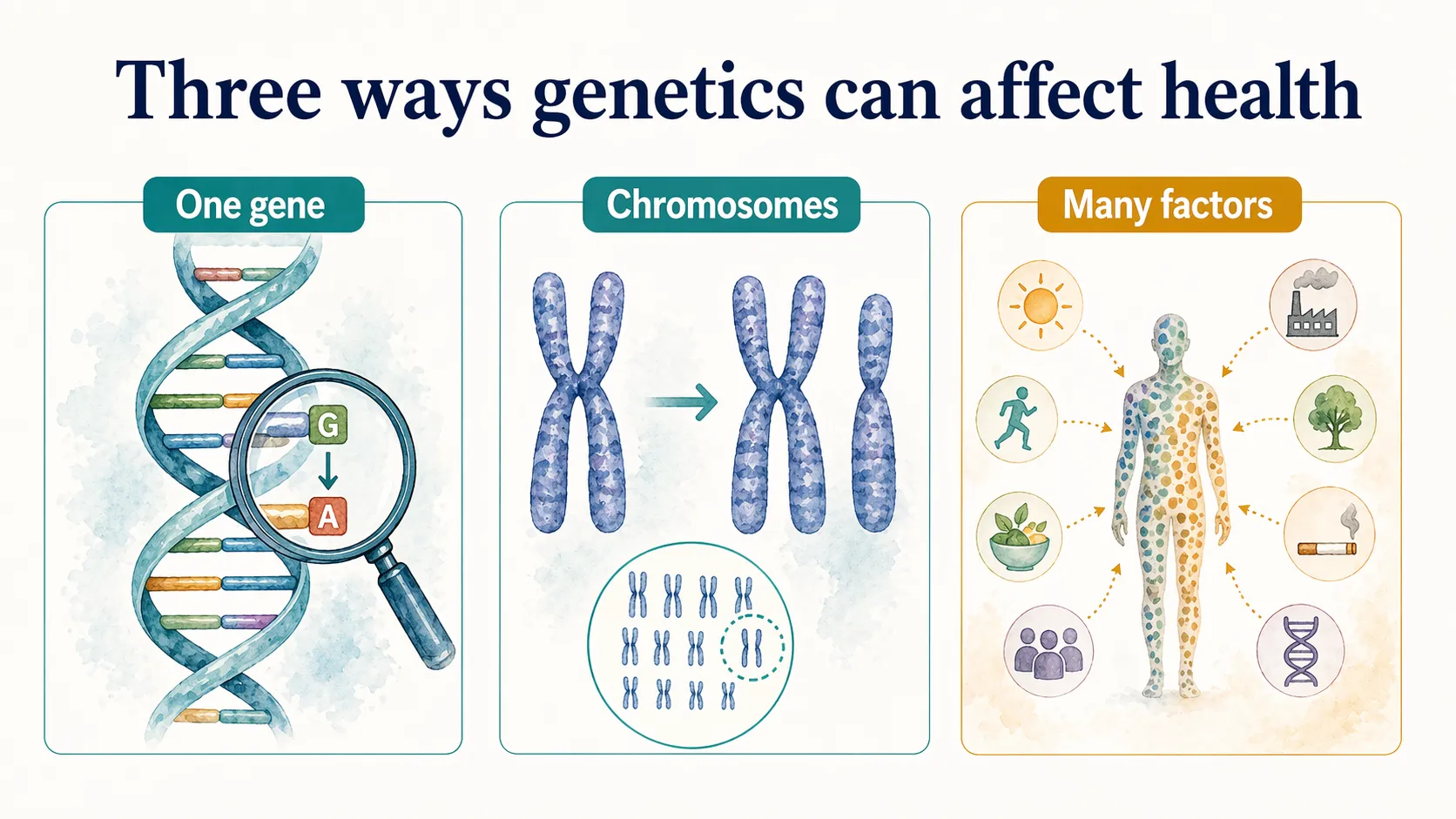 Genetic disorder graphic showing three broad causes: one gene, chromosomes, or many factors.