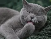 Image: shared how to tell what kind of cat you havehow to identify cat breed