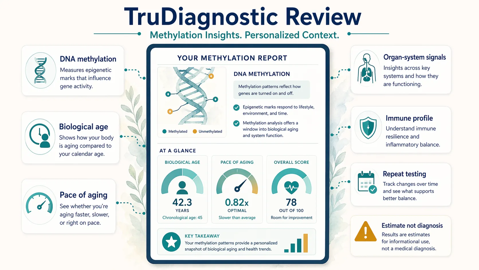 Methylation report illustration showing biological age, pace of aging, organ-system signals, immune profile, and repeat testing.