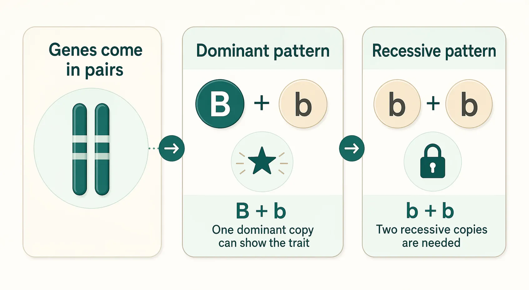Diagram comparing dominant and recessive trait patterns using simple allele pairs