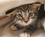 Photo of the Wisdom Panel for Cats DNA test kit