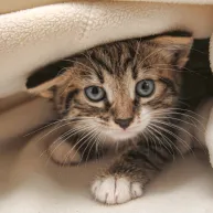 Featured image for Wisdom Panel for Cats (2026)