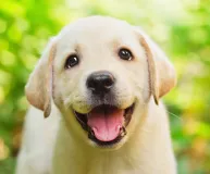 Photo of the Wisdom Panel DNA test kit