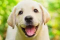 Photo of the Wisdom Panel Premium DNA test kit