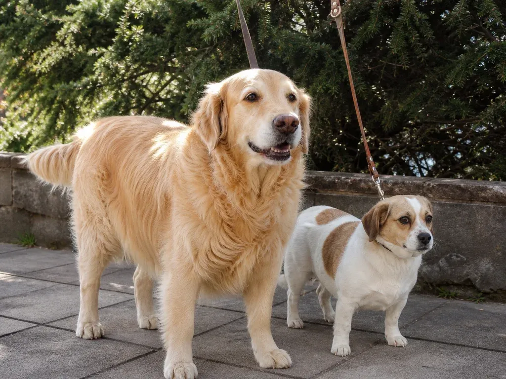 Featured image for What Breed Is My Dog?
