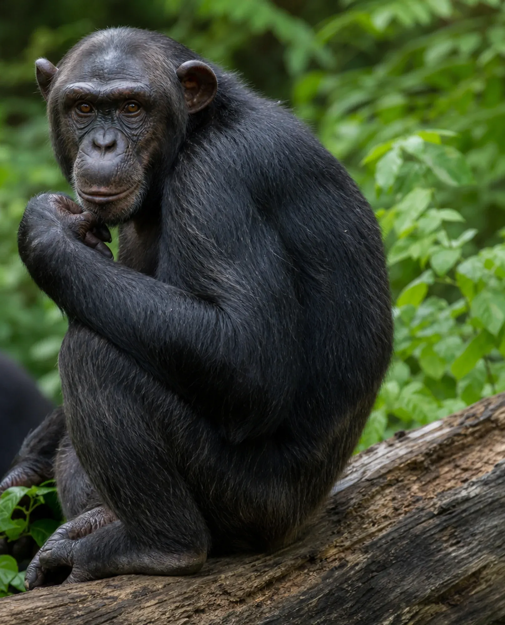 How Similar Is Human DNA to Chimpanzee DNA? How Similar Is Human DNA to Chimpanzee DNA?