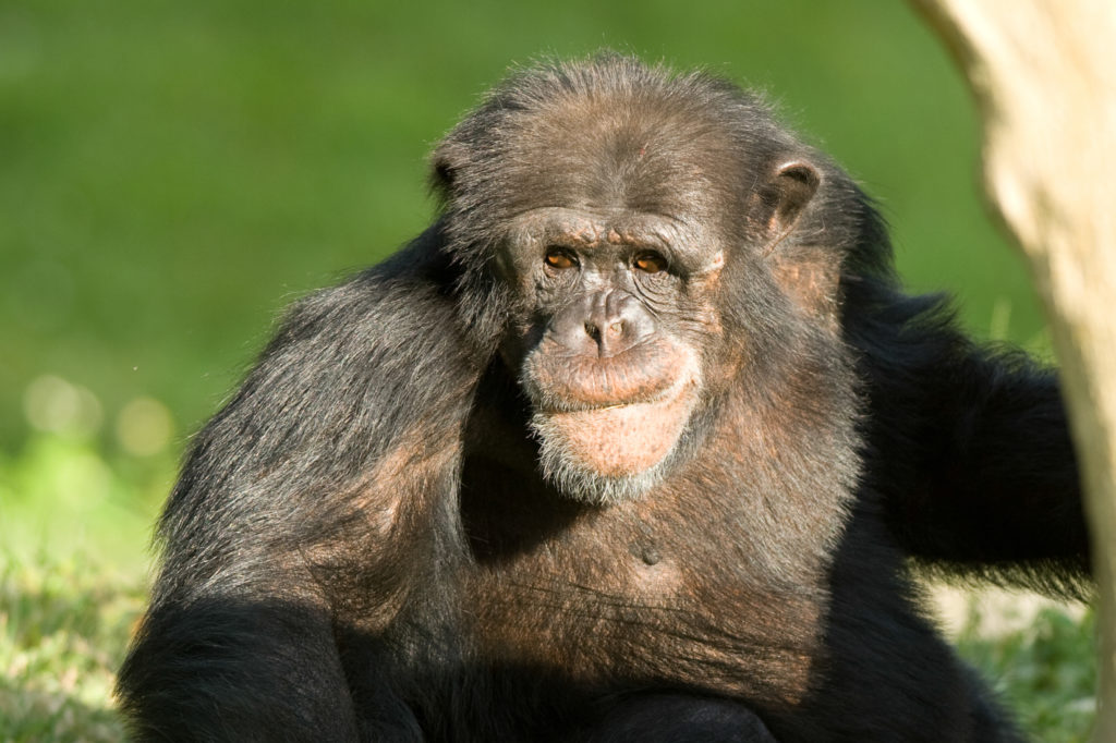 How Similar Is Human DNA to Chimpanzee DNA? 6